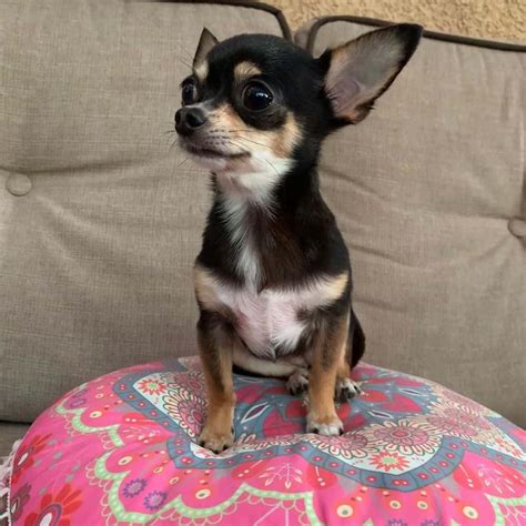 Micro Teacup Chihuahua Average Lifespan - Pets Lovers