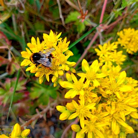 Butinage Marie Du Val Couesnon Flickr