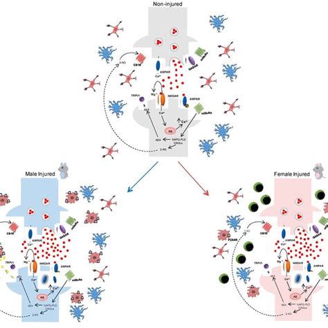 Schematic Representation Of Immune System Related Sex Differences In Download Scientific