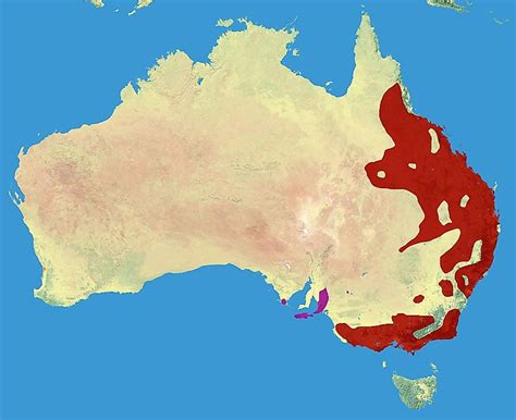 Koalas Habitat Map