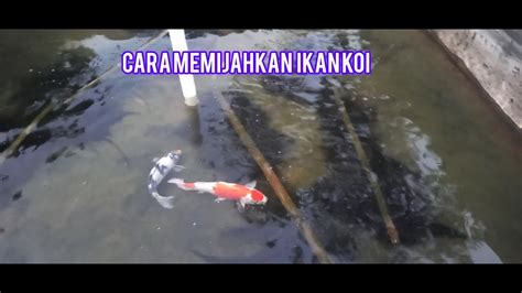 Cara Memijahkan Ikan Koi Dan Cara Membedakan Ikan Koi Jantan Betina