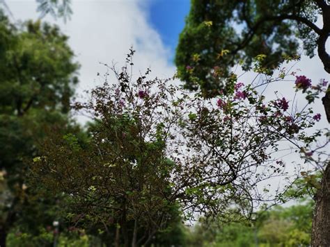 En Un Domingo Con Cielo Mayormente Nublado Se Esperan De M Xima