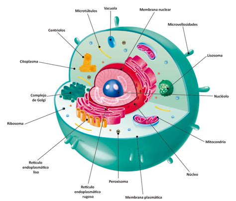 Imagen Interactiva De Celula Animal