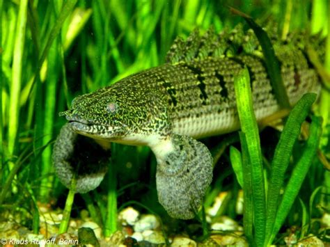 Barred Bichir Polypterus Delhezi Profile Diet Traits Seafish