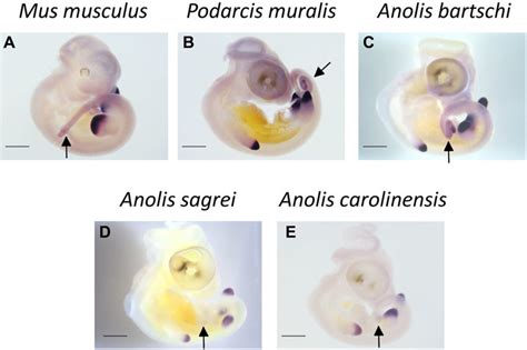 Expression Patterns Of Hoxd13 Genes In Embryonic Mus Musculus Stage E