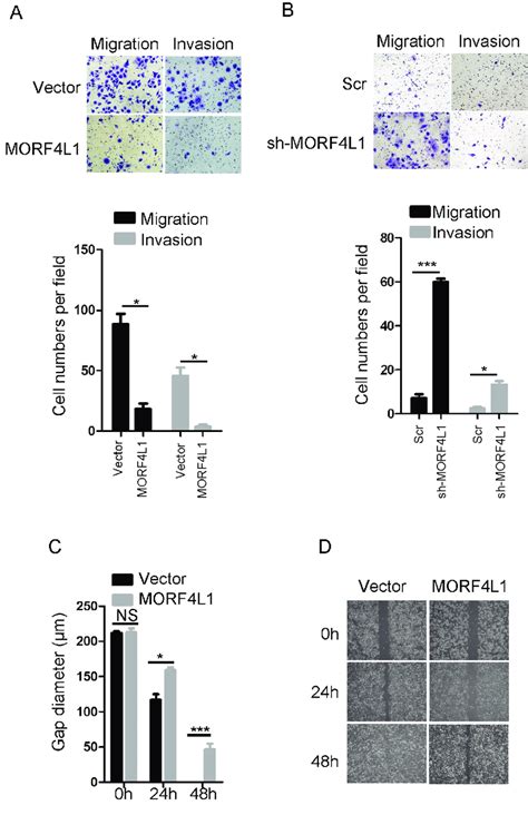 Morf L Suppresses The Migration And Invasion Of Npc Cells The