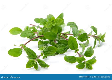 Bunch Of Marjoram Stock Photo Image Of Condiment Vegetarian 53178846