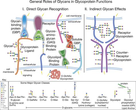 The Challenge And Promise Of Glycomics Chemistry And Biology