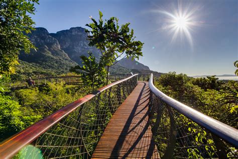 Gallery of Kirstenbosch Centenary tree canopy walkway / Mark Thomas ...