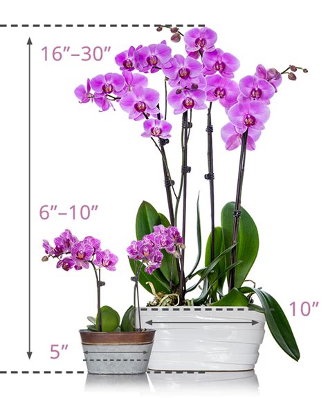 Orchid Planters Just Add Ice Orchids