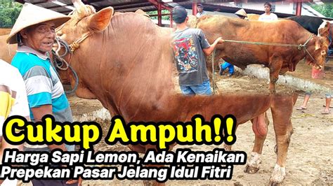 Cukup Ampuh Harga Sapi Penggemukan Ada Kenaikan Prepekan Pasar