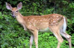 Ohio State Animal: White-tailed Deer