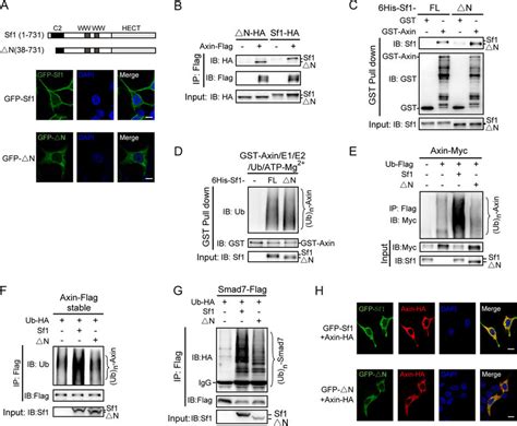 Plasma Membrane Localization Of Smurf Facilitates Its Modification On