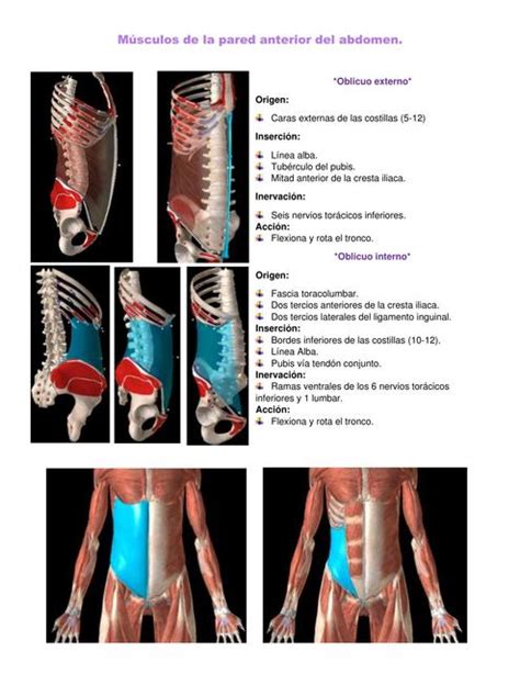 Músculos De La Pared Anterior Del Abdomen Adriana Reyes Molina Udocz