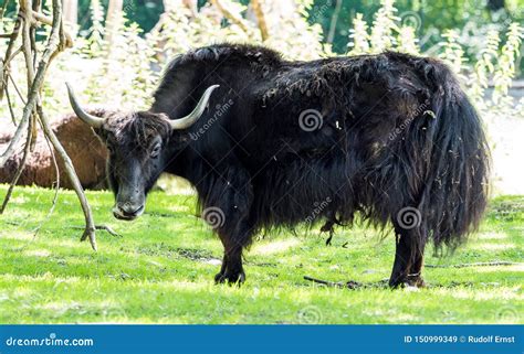 The Domestic Yak Bos Mutus Grunniens In The Zoo Stock Image Image Of