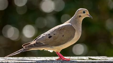 Hear the Soothing Sounds of Mourning Dove Calls