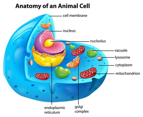 What is Membrane Permeability? (with pictures)