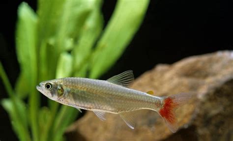 Bloodfin Tetra 101: Care, Diet, Tank Size, Tank Mates and More ...