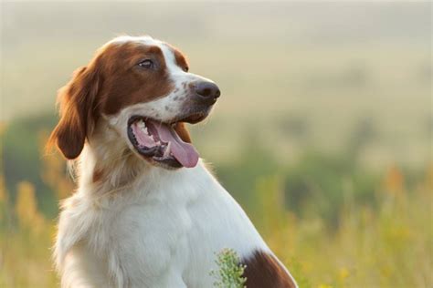 Irish Red and White Setter Breed Info, Pictures & Facts | Hepper