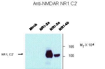 NMDA NR1 Antibody Unconjugated Rabbit Polyclonal BIOZOL