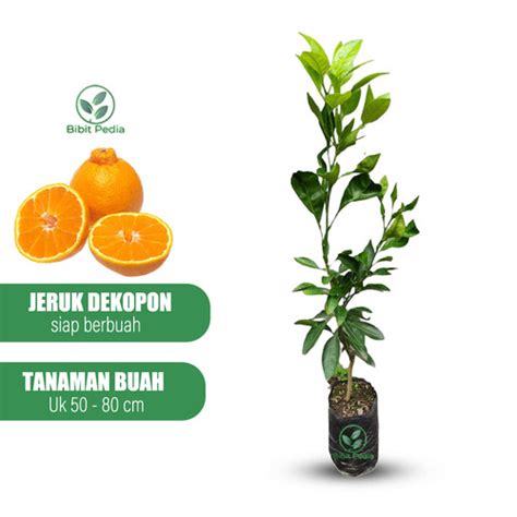 Jual Bibit Tanaman Jeruk Dekopon Pohon Jeruk Jepang Okulasi Siap