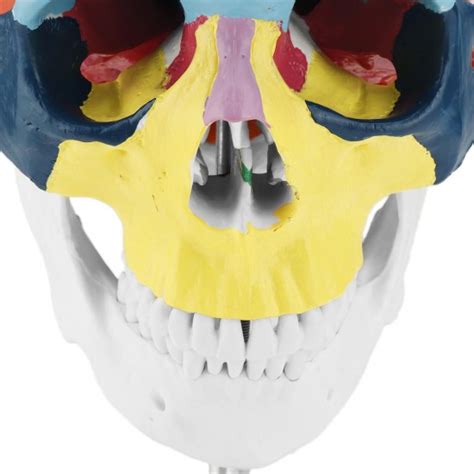 Lifesize Human Skull Model Colored Skeleton Set Head Bone Joint