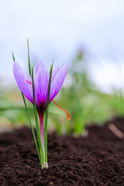 Premium Photo | Close up of saffron flowers in a field. crocus sativus ...