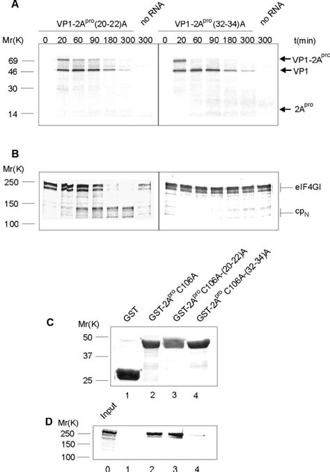 Alanine Scanning Analysis Of The Role Of Amino Acids 20 22 And 32 34