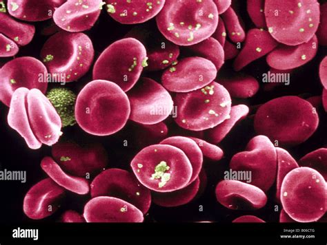 Red Blood Cell Microscope High Power