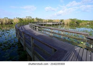 Anhinga Trail Boardwalk Everglades National Park Stock Photo 2142235503 ...