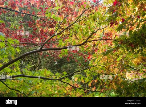 Leaves Japanese Maple Hi Res Stock Photography And Images Alamy