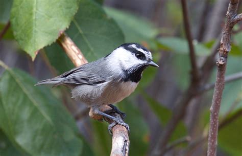 Mountain Chickadee San Diego Bird Spot