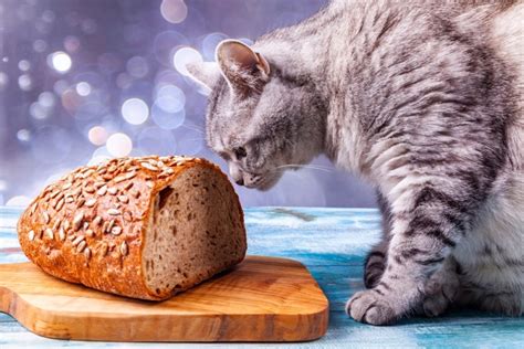 Cats In Bread