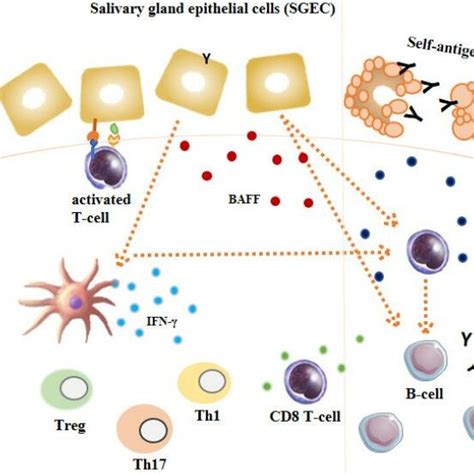 Pathogenesis Of Sjogrens Syndrome Adapted From Parisis Parisis Et