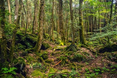 Untouched By Mankind Aokigahara Forest R NatureIsFuckingLit