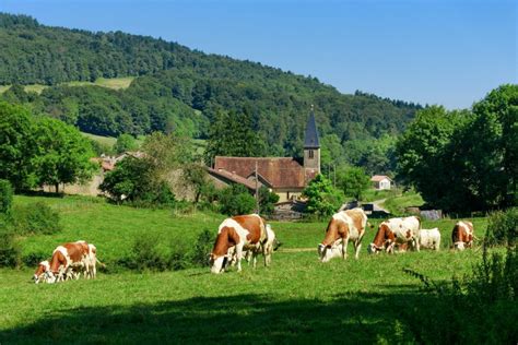 Vache Montb Liarde Pie Rouge Des Montagnes Vache Comtoise Jura Tourisme