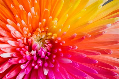 Colorful Flower Wallpapers Wallpaper Cave