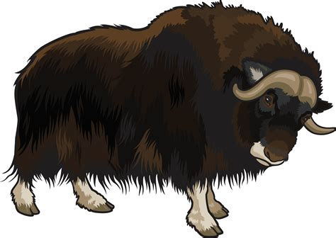 Download Majestic Buffalo Illustration