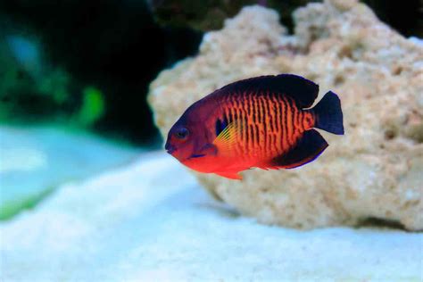 The 30 Best Saltwater Fish for Your Tank | BeChewy