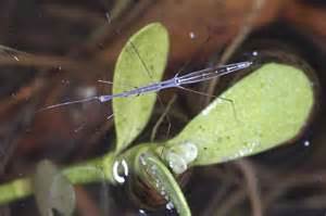 Small Insect Walking On Water Hydrometra Bugguidenet