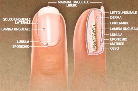 Piccoli Chiarimenti Nellanatomia Delle Unghie Non Ci Sono Polmoni