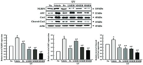 Expression Of Cox 2 And Inos Proteins In Normal Human Dermal