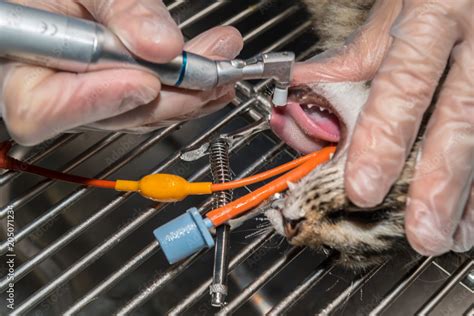 Le V T Rinaire Chirurgien Effectue Un D Tartrage Et Des Soins Dentaires