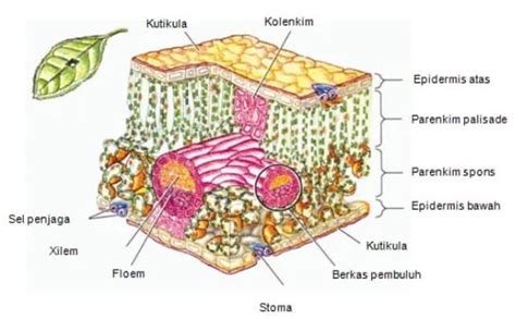 Gambar Jaringan Pada Daun Cari