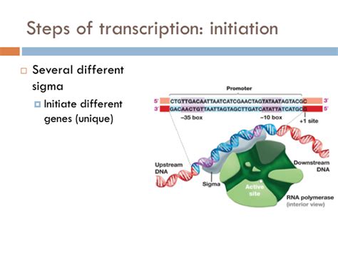 Chapter Transcription And Translation — The Biology Primer