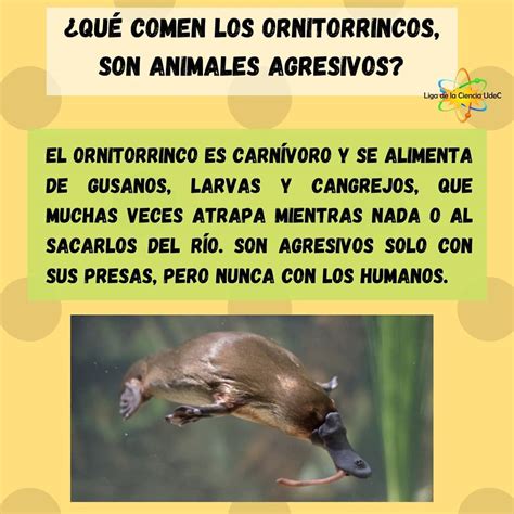 El Ornitorrinco Es Quizás El Liga De La Ciencia Ong Facebook