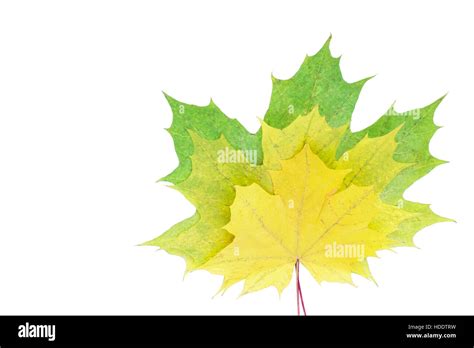 Colorful Autumn Maple Leaf Isolated On White Background Stock Photo Alamy