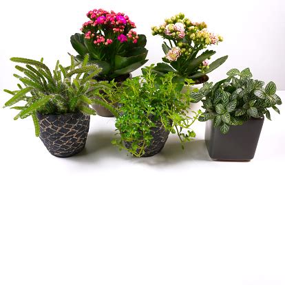 Different Types Of Mini Indoor Plants Houseplants Kalanchoe And ...