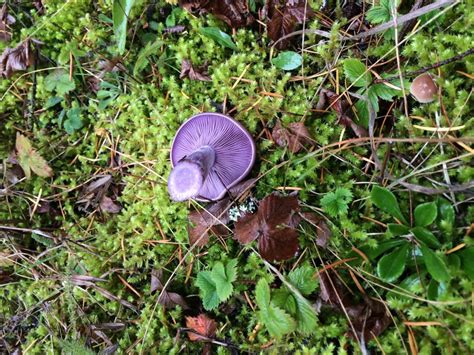 Blewit Mushroom The British Columbia Food History Network