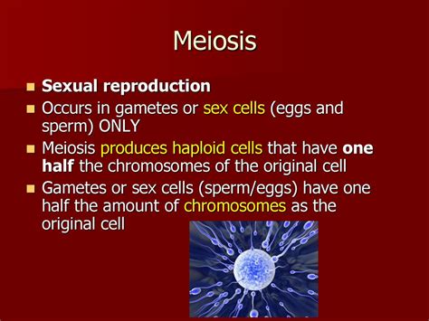 Mitosis And Meiosis Ppt Download